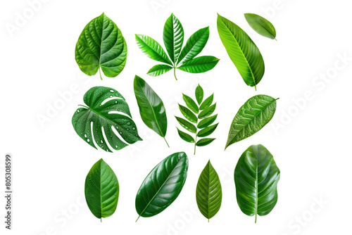Set of fresh tropical leaves isolated on transparent background