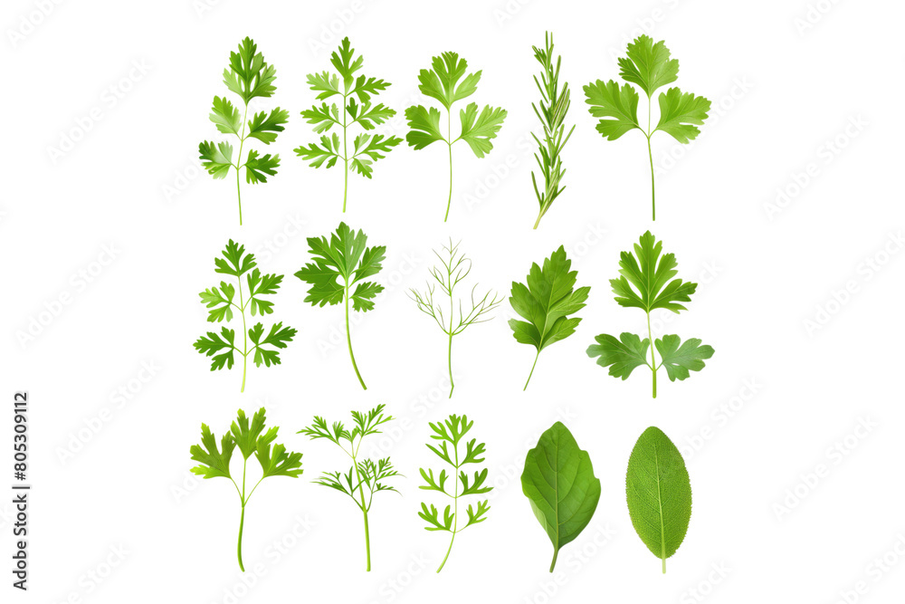 Set of healthy herbs elements isolated on transparent background Set of healthy herbs elements isolated on transparent background