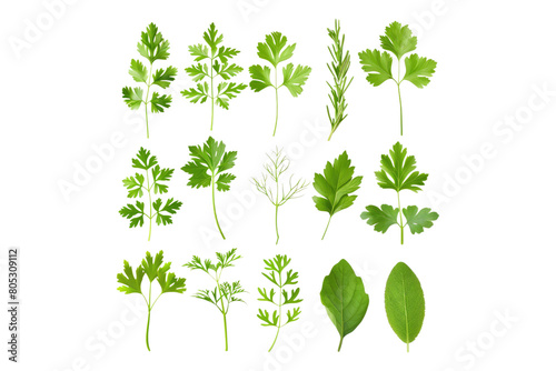 Set of healthy herbs elements isolated on transparent background