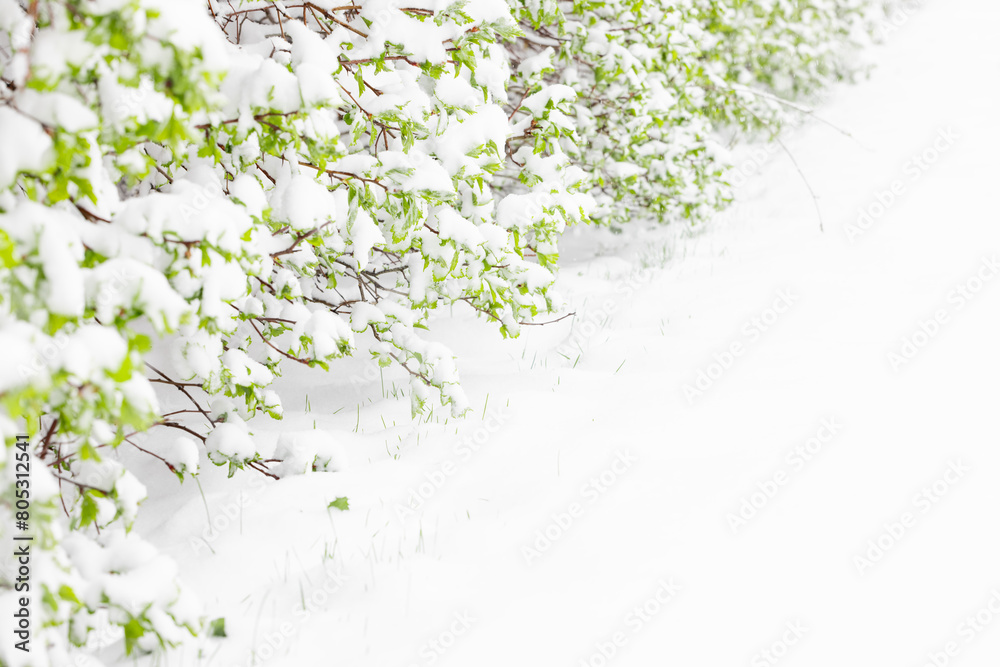 Fresh Green Leaves Covered in Snow and Snow Covered Ground. Spring Snowfall Fresh Green Leaves Covered in Snow and Snow Covered Ground. Spring Snowfall