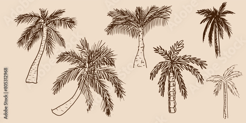 Set of palm, sketch, doodle style hand drawn