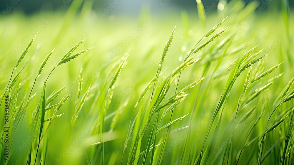 crop plant rice white crop plant rice white