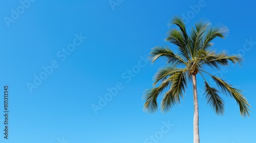 beauty palm trees blue sky