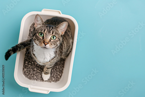 Top view of cat in white litter box on blue studio background © Firn