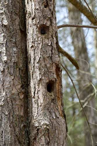 Tree trunks with holes in the bark. 