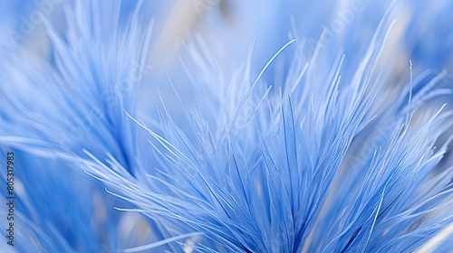 color blue fescue