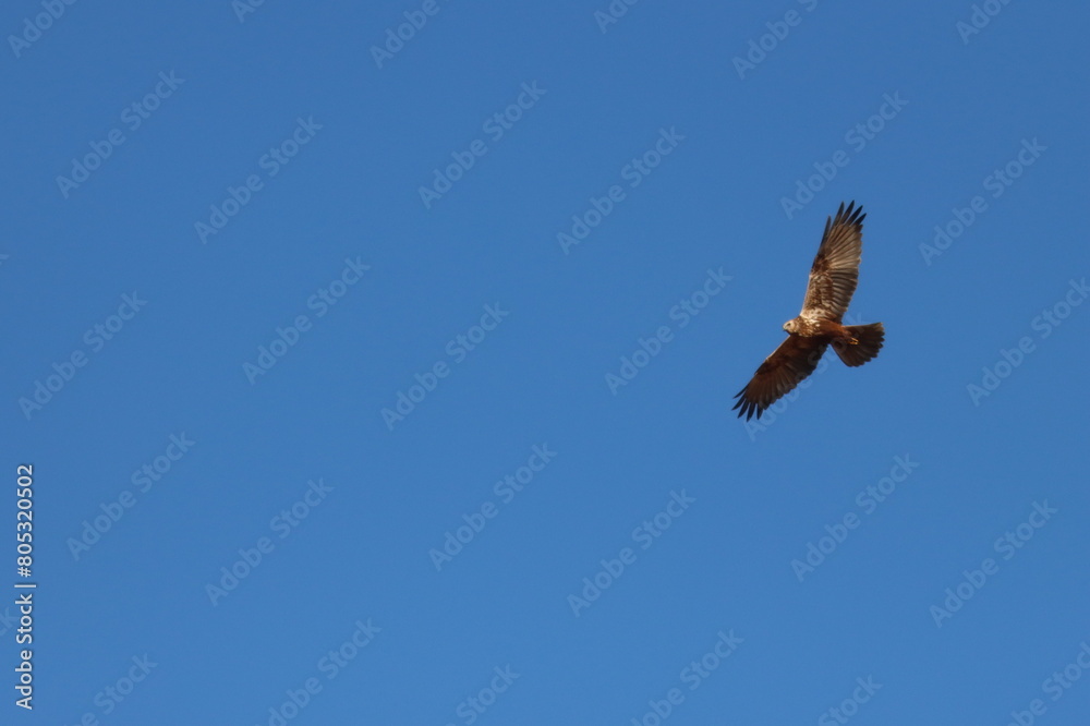 冬に日本へ飛来する【チュウヒ】