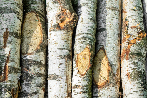 Gemeine Birke (Betula pendula) photo