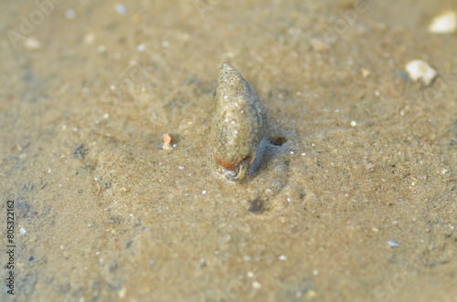 Crab animal in Sand nature sea wildlife