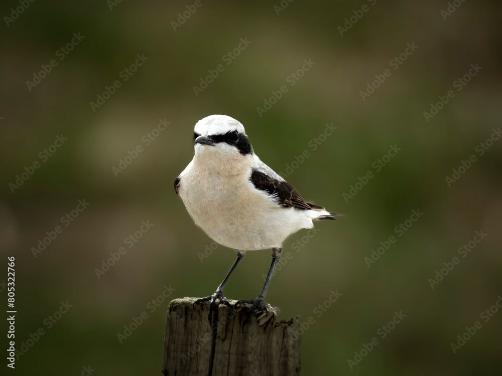 Obraz premium Wagtail or Northern Wheatear bird watching the surroundings with curious eyes