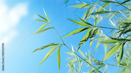 tropical bamboo leaf