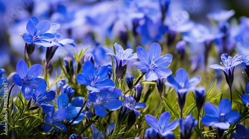 flowers easter blue