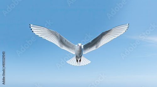 seagull grey blue background