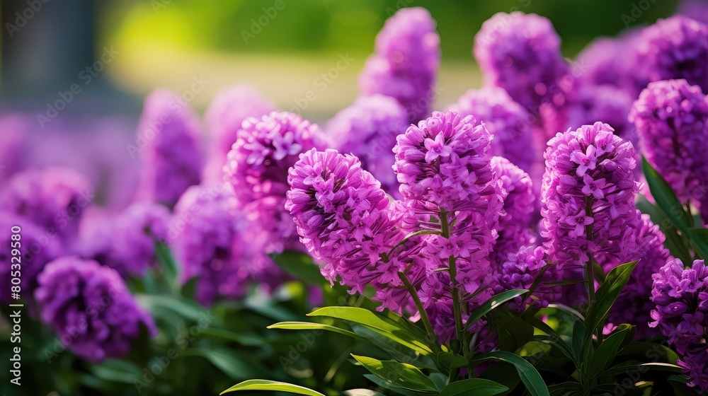 Fototapeta premium lush spring purple flowers