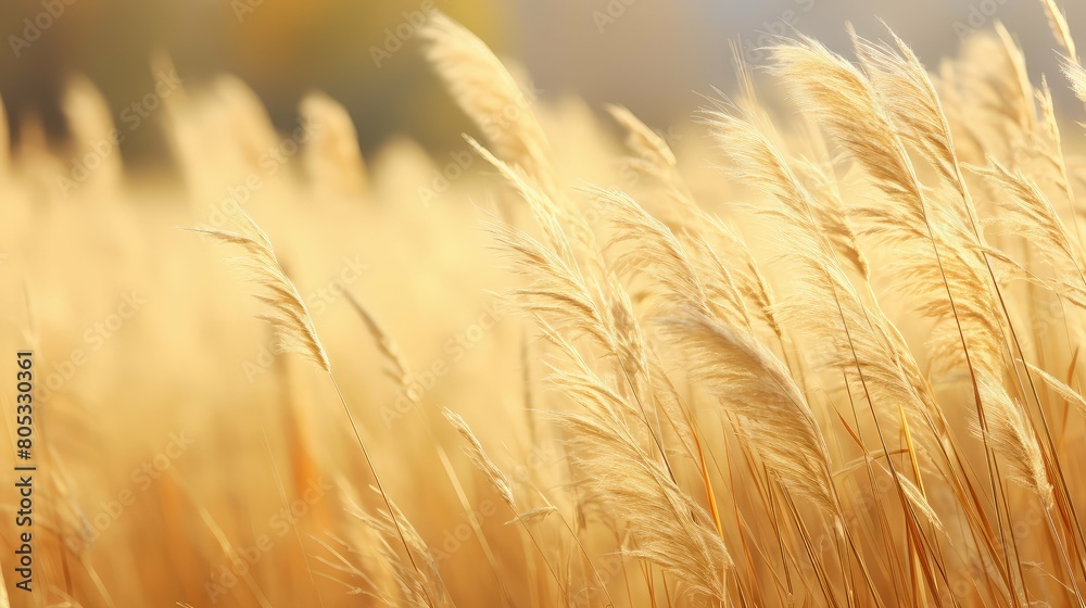 Fototapeta premium vast tall yellow grass