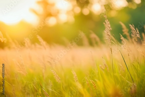 Wild grasses in the forest at sunset. Wild feather grass in the forest meadow at sunset. Shallow depth of field. Selective focus. Beautiful summer landscape