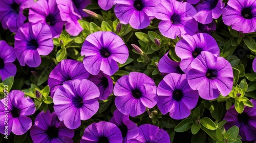 garden purple petunia © vectorwin