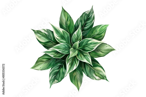 Sleek geometric botanical accents stylish isolated on transparent background