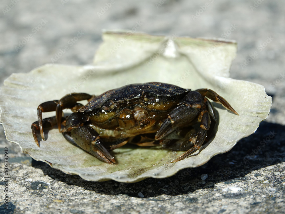 crabe dans coquille saint-jacques