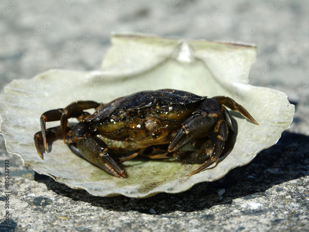 crabe dans coquille saint-jacques crabe dans coquille saint-jacques