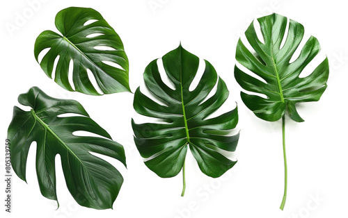 Lush Palm Leaves isolated on Transparent background.