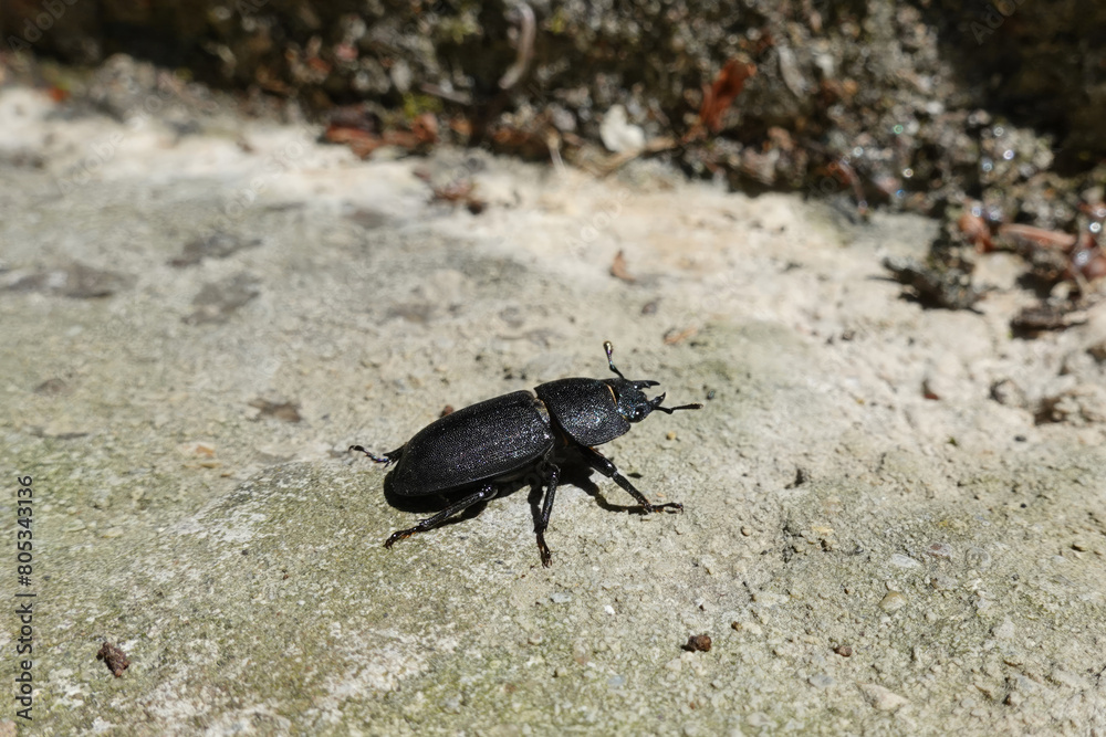 A black beetle on its way to its goal and destiny in nature