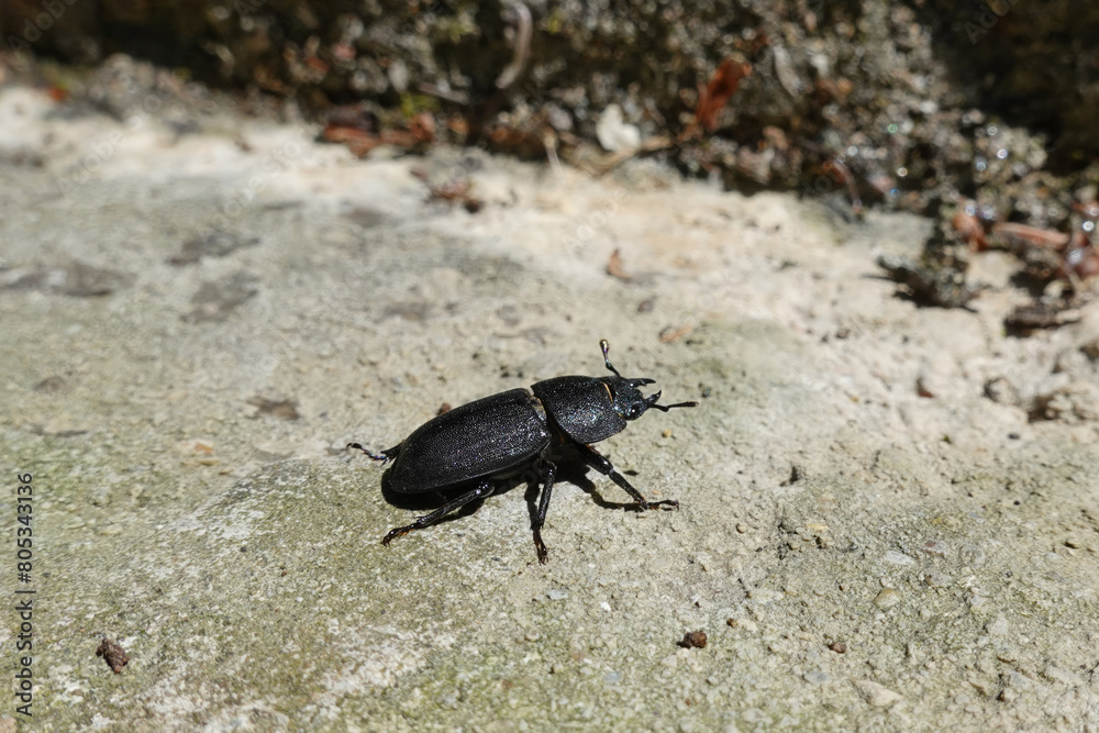 A black beetle on its way to its goal and destiny in nature A black beetle on its way to its goal and destiny in nature