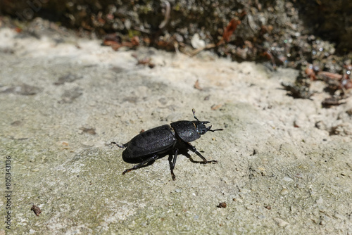 A black beetle on its way to its goal and destiny in nature © tonysk