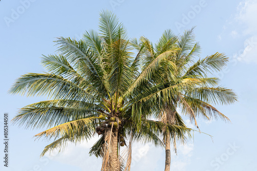 Tropical Paradise  Coconut and Palm Trees against a Blue Sky