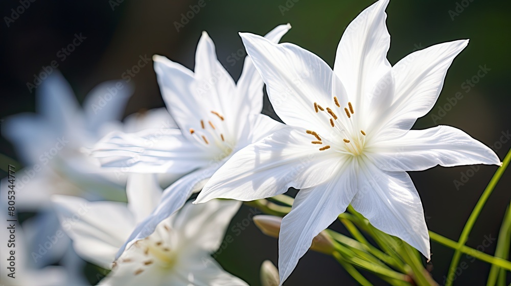 flower star of bethlehem background