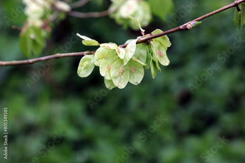 Macro image of Wych Elm fruit in Spring, Derbyshire England
 photo