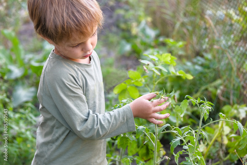 tomato plant in a child's hand. Harvest, gardening