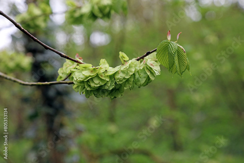 Wych Elm fruit and leaves in Spring, Derbyshire England
 photo