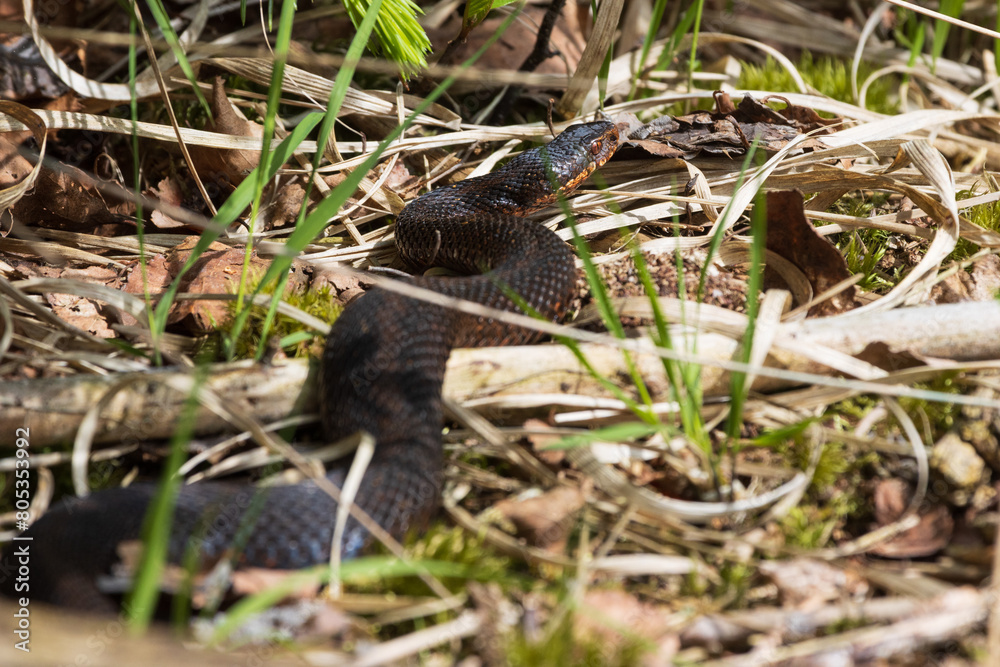 Schwarz gefärbte Kreuzotter, Höllenotter, Vipera berus Schwarz gefärbte Kreuzotter, Höllenotter, Vipera berus