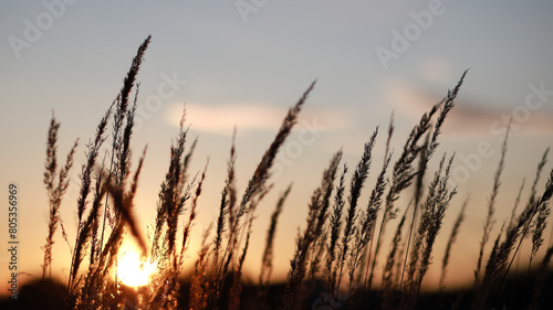 Sunset in the field. Landscape with grass against the backdrop of the setting sun at summer evening. Selective focus.