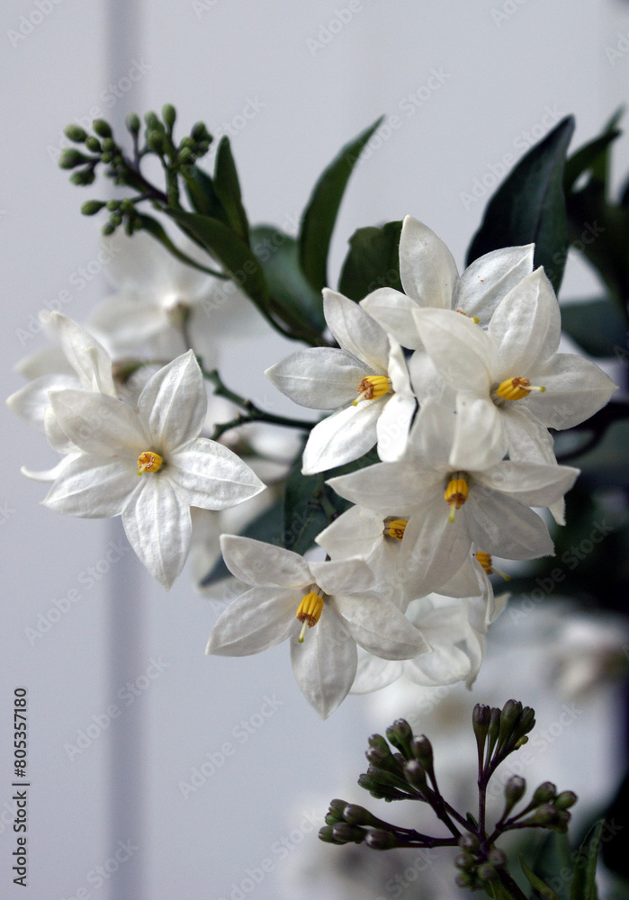 Obraz premium Solanum jasminoides