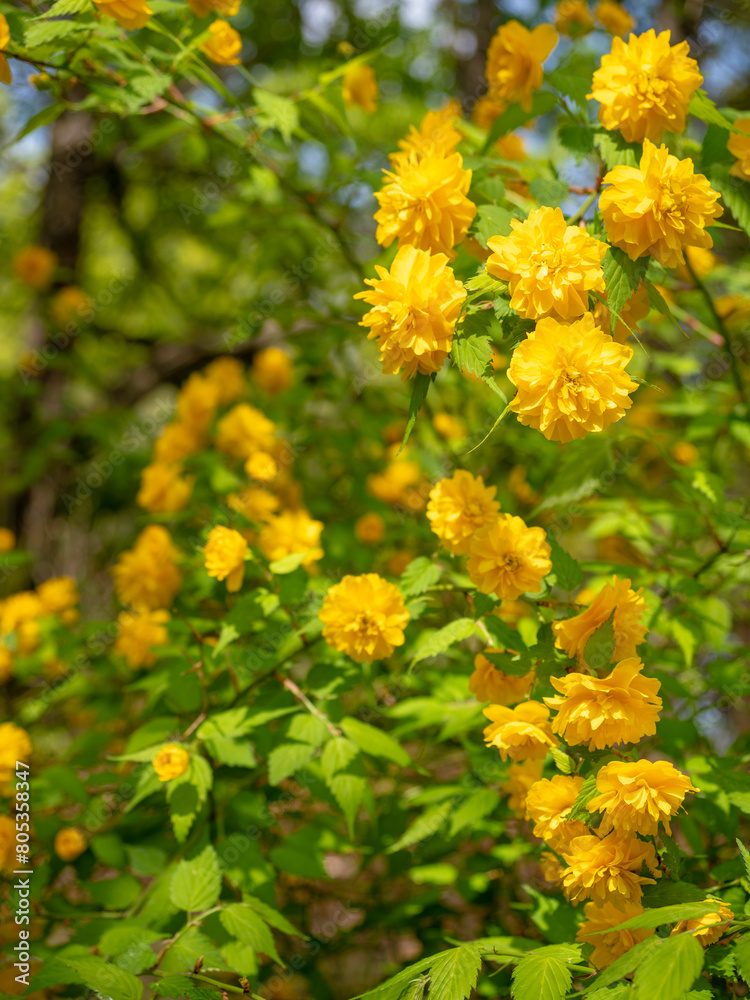 きれいな山吹の花 きれいな山吹の花