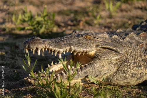 A close-up of a Nile Crocodile's open mouth while sun basking in the grass, Greater Kruger. © Anna