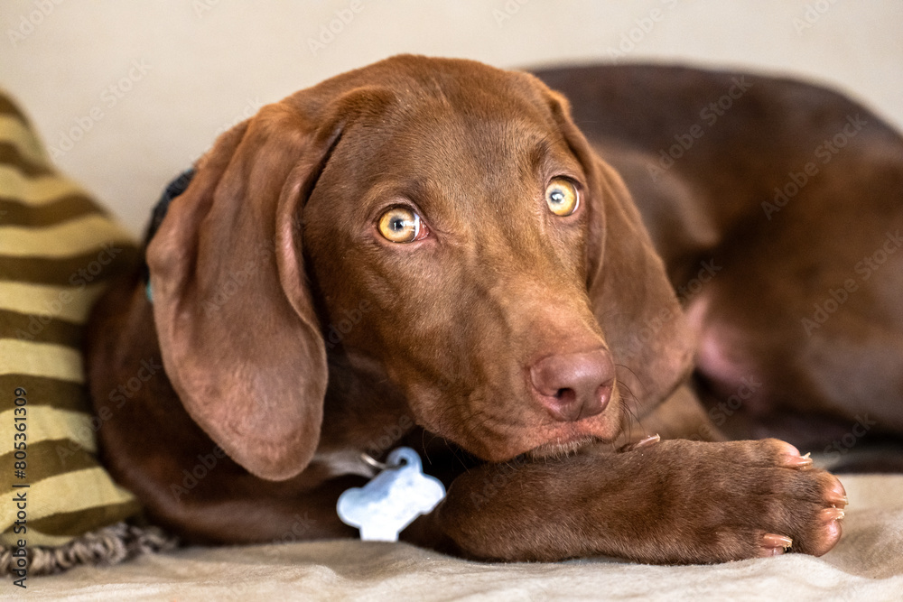 chocolate labrador retriever