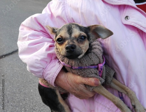 Toy Terrier Dog walking outdoor. Funny black hair Toy Terrier dog. Tiny Toy Terrier dog plays in owner heands. Lavely Toy Terrier dog in a warm sweater best friend and elderly dame in pink windbreaker photo