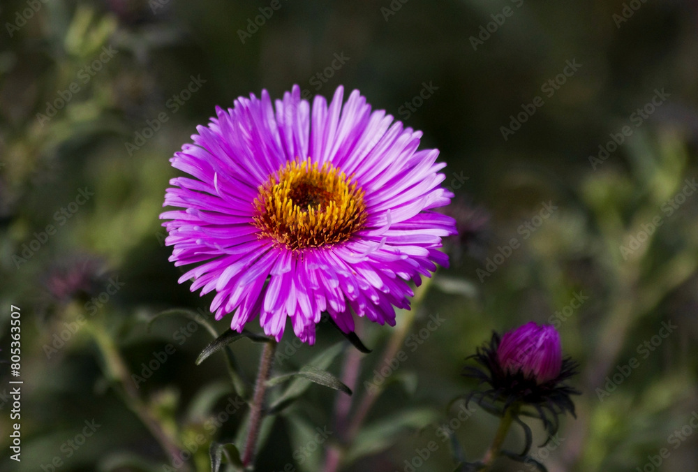 Pink Aster blooming in the flower garden. Large alpine aster growing in the flower bed. Background with colorful aster flower. Bright Aster in the summer garden as background card or wallpaper. Pink Aster blooming in the flower garden. Large alpine aster growing in the flower bed. Background with colorful aster flower. Bright Aster in the summer garden as background card or wallpaper.