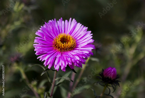 Pink Aster blooming in the flower garden. Large alpine aster growing in the flower bed. Background with colorful aster flower. Bright Aster in the summer garden as background card or wallpaper.