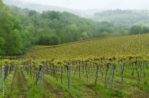 Vineyards in Aia. Txakoli production in the municipality of Aia, Gipuzkoa, Euskadi.