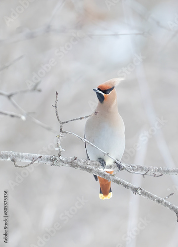 A Bohemian Waxwing (Bombycilla garrulus) perched on a branch in a Canadian winter