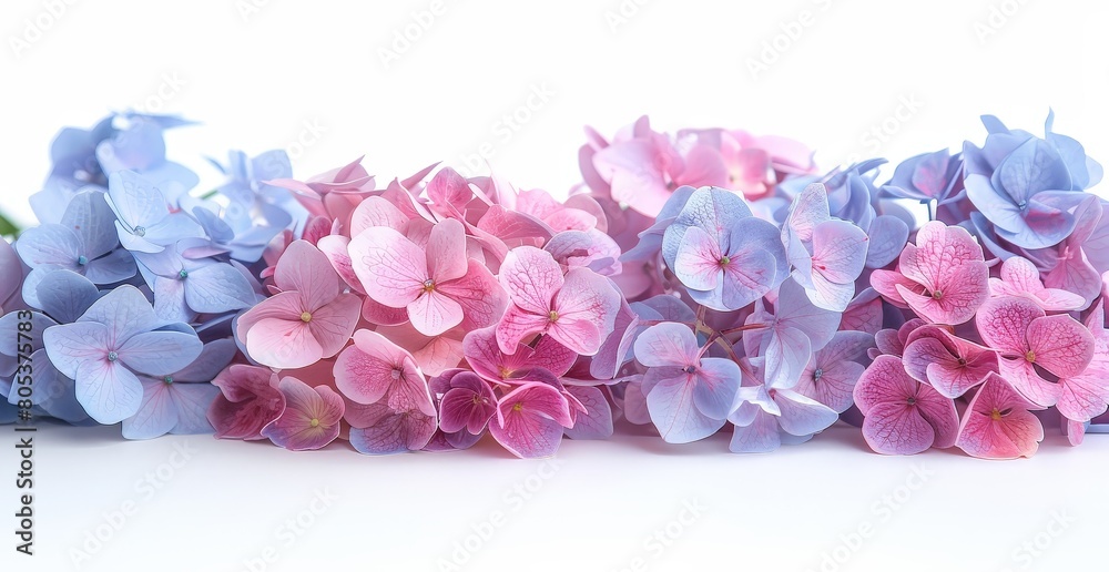 Obraz premium A row of blue and pink hydrangeas on a white background