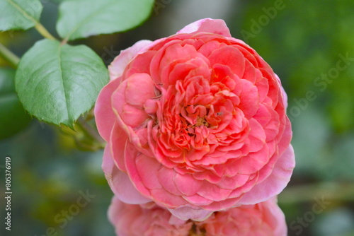Beautiful Rosa hybrida Hort in the garden