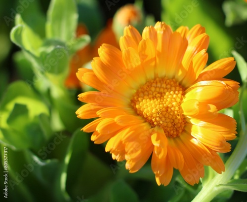 orange dahlia flower