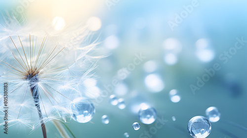 Blur Soft Light Background Abstract Nature Background Closeup of dew drops on a dandelion seed against a blue background 