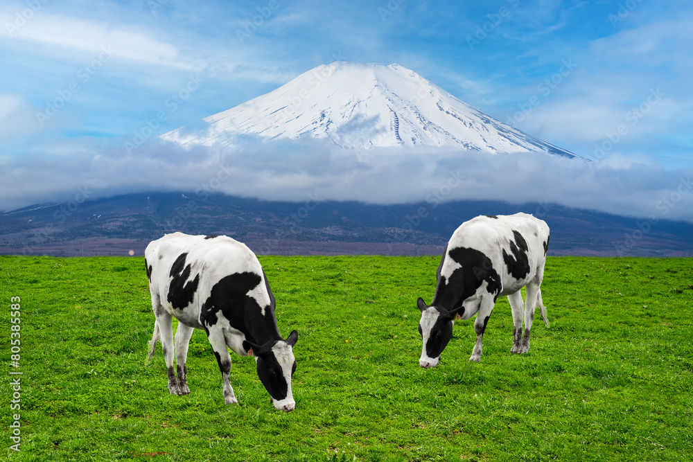 Cows eating lush grass on the green field in front of Fuji mountain, Japan. Cows eating lush grass on the green field in front of Fuji mountain, Japan.