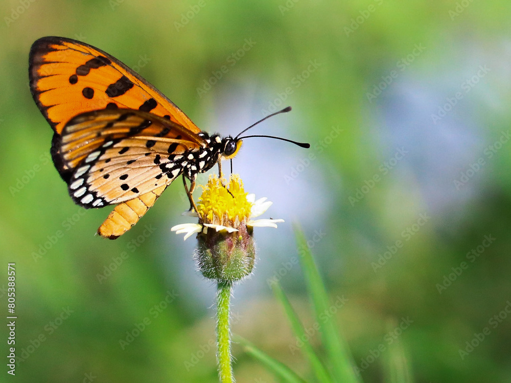 A flying insect with wings in the most beautiful colors A flying insect with wings in the most beautiful colors